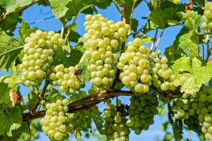 Grappes de raisins, contrôle de maturité